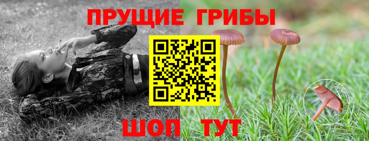 Ефремов  Галлюциногенные грибы Psilocybe  Вход с VPN 